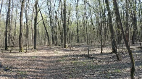 Walking green forest Stock Footage 151264763
