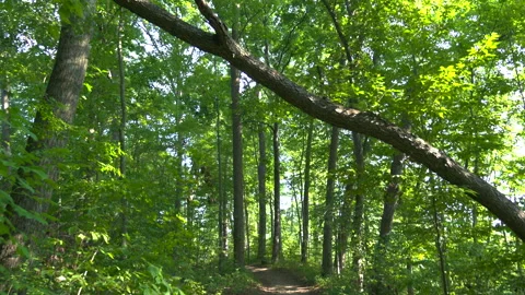 Walking in Green Forest Path on Sunny Summer Day, Trees and Shades, Point of Stock Footage 346601868