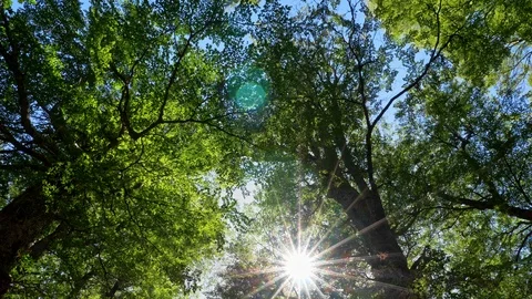 Walking in green forest. Sun rays penetrating trees branches and foliage in the 스톡 동영상 104900633