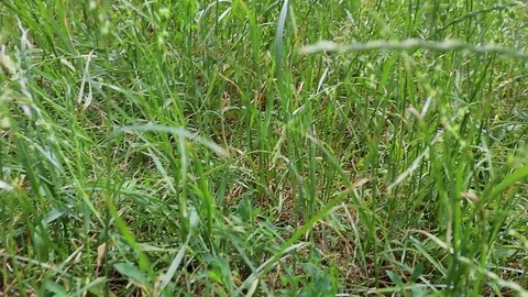 Walking on green grass in summer 库存影片 111417214