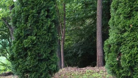 Walking in the green park Stock Footage 312764994