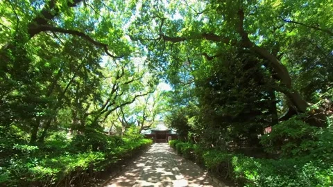 Walking in green tree, forest tunnel. Wide angle, P.O.V shot. Stock Footage 164145163