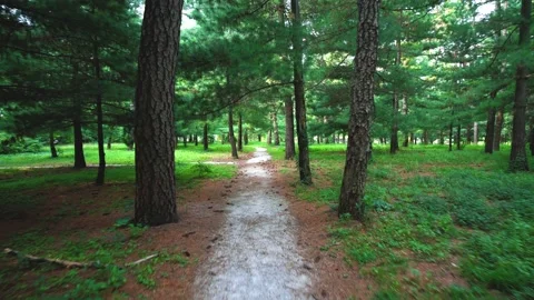 Walking In Green Wooded Forest Trees On Path Trail Stock Footage