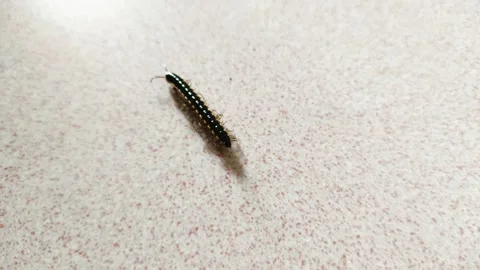 A walking greenhouse millipede Stock Footage 261400341