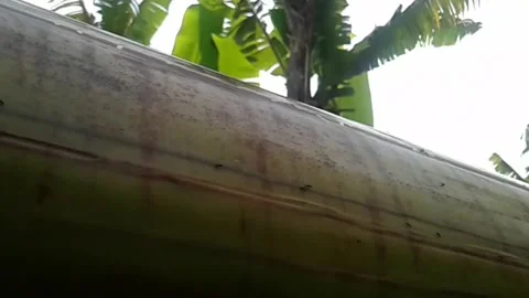 Walking group of ants Stock Footage 226900227