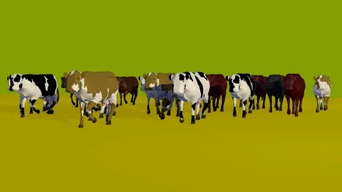 WALKING GROUP OF COWS FRONT VIEW Video stock 74960100
