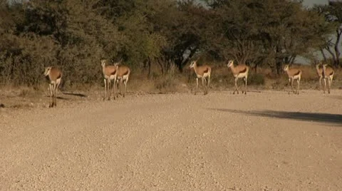 Walking group of springbucks Stock Footage 12133598