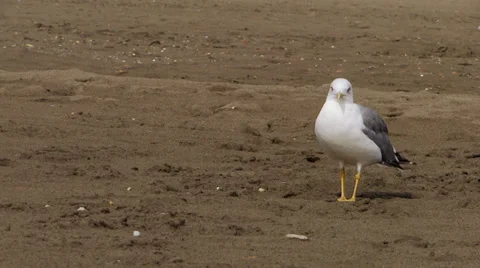 A walking gull 스톡 동영상 33480116