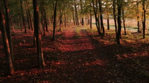 Walking Handled Shot of Forest In The Sunset Autumn Vidéo 43429868
