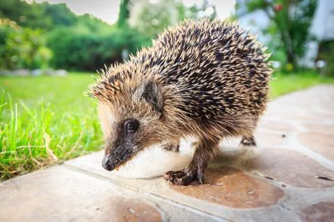 Walking hedgehog Stock Photos