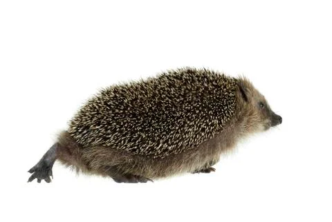 Walking hedgehog in white back Stock Photos