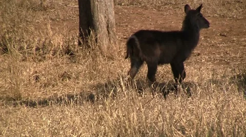 Walking herd of waterbucks Stock Footage 8622072