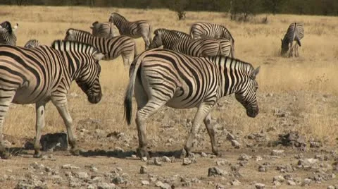 Walking herd of zebras Stock Footage 12133626
