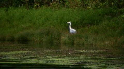 Walking heron Stock-Footage 82582