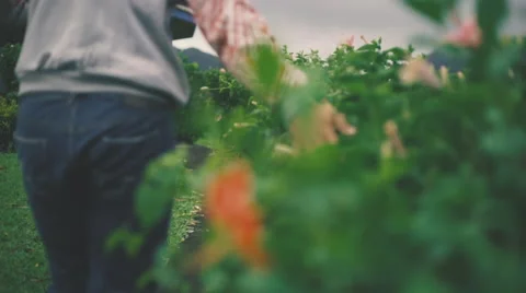 Walking with Hibiscus Stockbeeldmateriaal 62931862