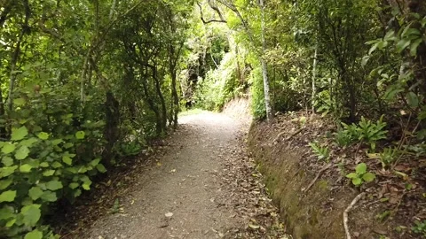 Walking A Hiking Trail Stock Footage 130886132