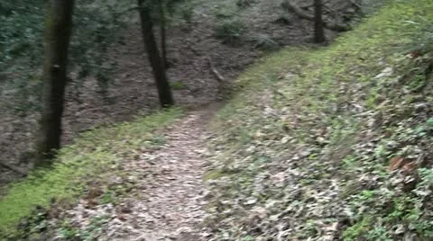 Walking On Hillside Forest Trail Stock Footage 11375370