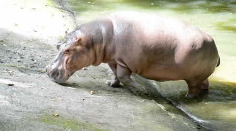 Walking Hippopotamus Stock Footage 38490598