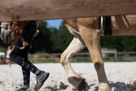 Walking horse and young handler during equestrian training session Stock Photos