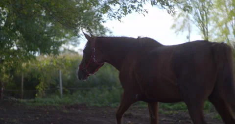 Walking Horse with biting scars 스톡 동영상 130964510