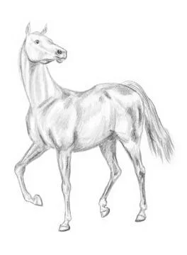 Walking horse drawing Ilustración de archivo