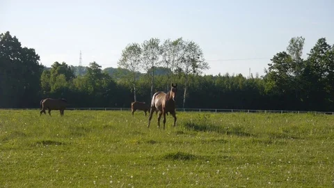 Walking horse Stockbeeldmateriaal 76530629