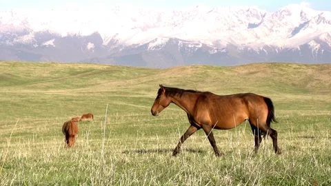 Walking Horse Stock Footage 310482291