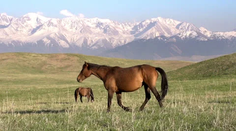 Walking Horse HD Vidéo 23396941