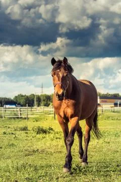 Walking Horse Stock Photos
