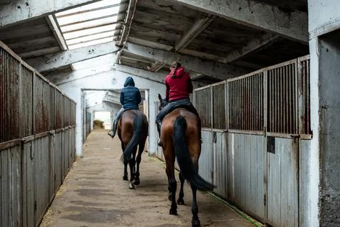 Walking horses in the stable Stock Photos