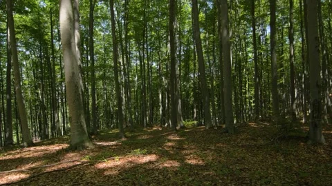 Walking in a huge dense and sunny forest with big trees, in Romania Stock Footage 231263359