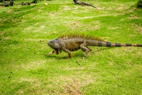 Walking iguana Stock Photos