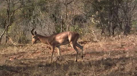 Walking Impala Stock Footage 8574130
