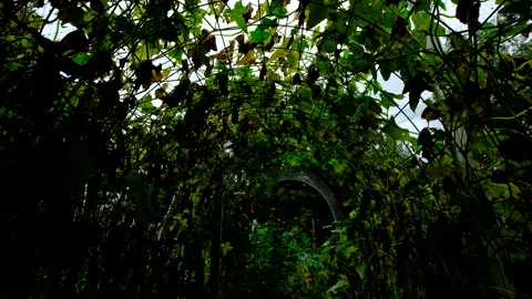 Walking inside arch shaped trellis full of withering cucumber plants Video stock 331832075