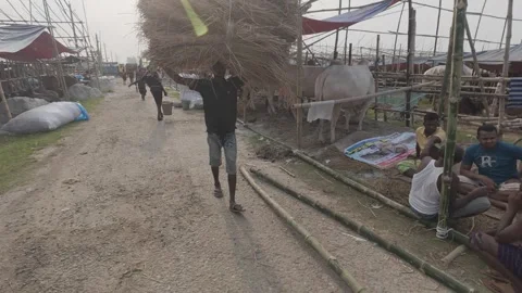 Walking Inside Eid Cattle Market with Sellers, Buyers and White Cows Stock Footage 335373085