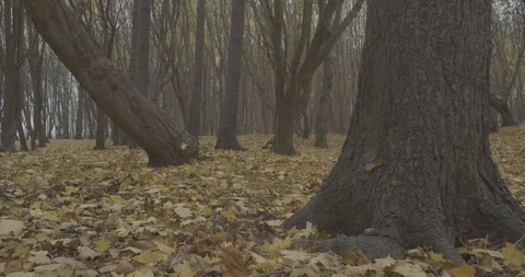 Walking Inside a Forest At Autumn Stock Footage 98787492