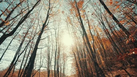 Walking inside a forest of tall trees at autumn, sun with long shadows Stock Footage 81661913