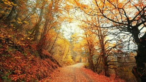 Walking inside idyllic autumn virgin forest Stock Footage 89924825