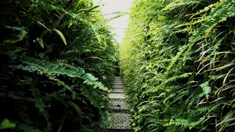 Walking inside labyrinth garden park in a sunny day. Stock Footage 74817518