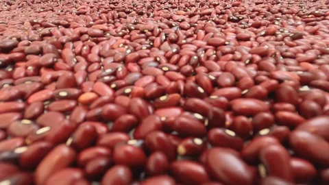 Walking inside raw red beans. Close up, detail, pov, selective focus. Stock Footage 128845469