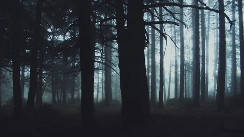 Walking inside a scary mystical dark Foggy Forest. Stock Footage 112214506