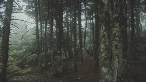 Walking inside a scary mystical dark Foggy Forest. Stock-Footage 112274555