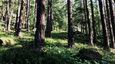 Walking inside a Switzerland pine forest Vidéo 229457860