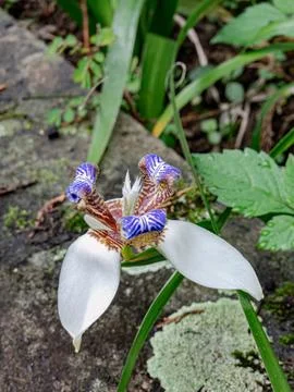 Walking iris flower with blue pattern on white petals. Stock Photos