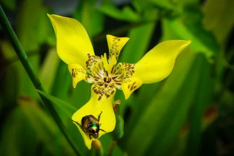 Walking iris flower or anggrek tanah (Trimezia martinicensis) yellow flower.. Stock Photos
