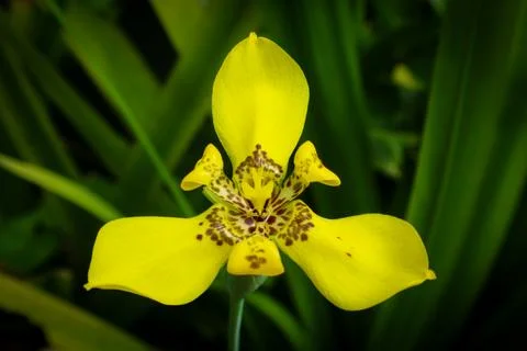 Walking iris flower or anggrek tanah (Trimezia martinicensis) yellow flower.. Stock Photos