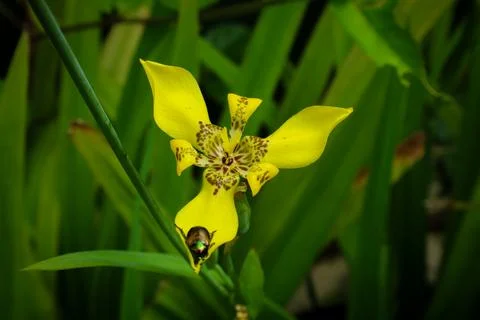 Walking iris flower or anggrek tanah (Trimezia martinicensis) yellow flower.. Stock Photos