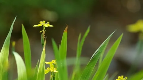 Walking iris flowers and leafs drop around Video stock 47895220