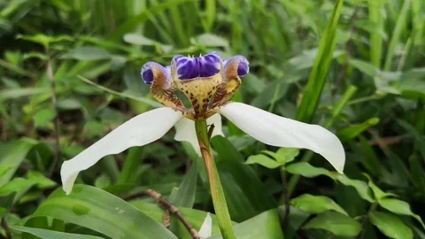 Walking iris or apostle plant in a rainy day with water drops falling over it Stock Footage 100137171