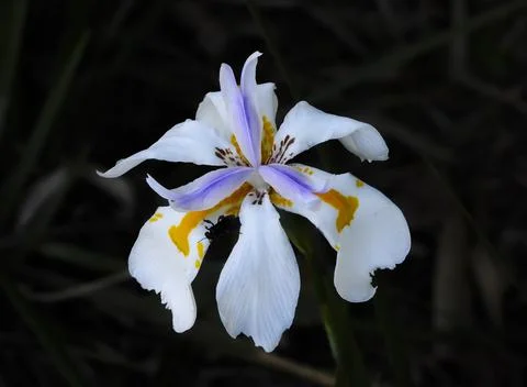 Walking Iris Stock Photos